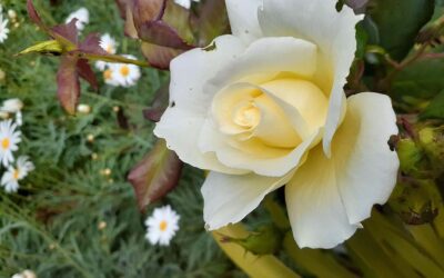 The White Rose and Life’s Lessons