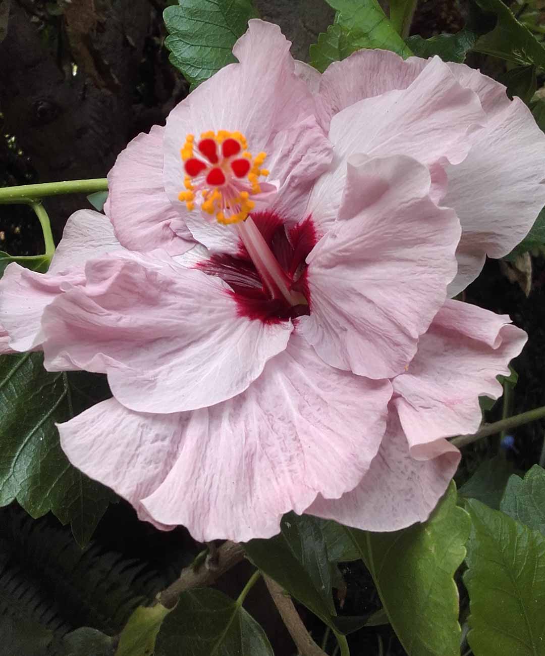 Merriene Scott - Author