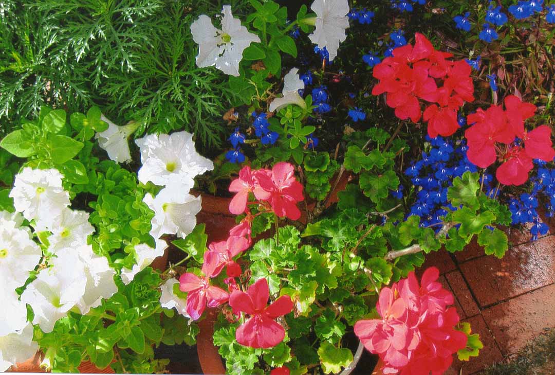 Merriene Scott - Author